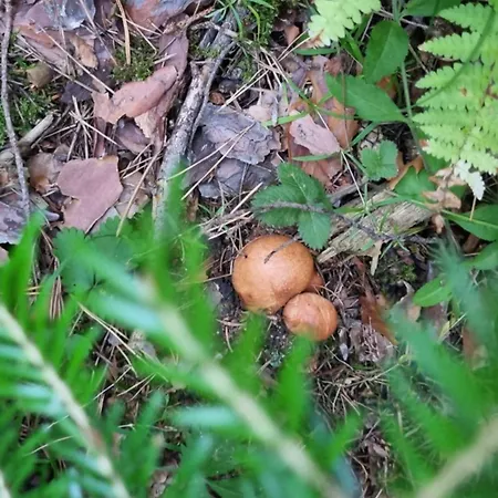 アパート G-apartment, New Inn, 2-rooms バンスコ