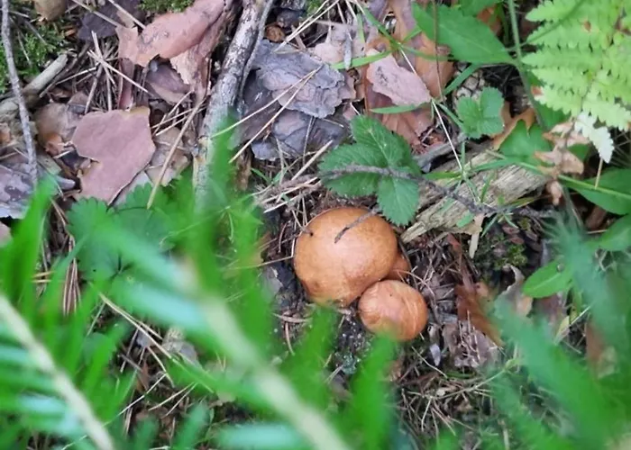 Apartman G-apartment, New Inn, 2-rooms Banszko